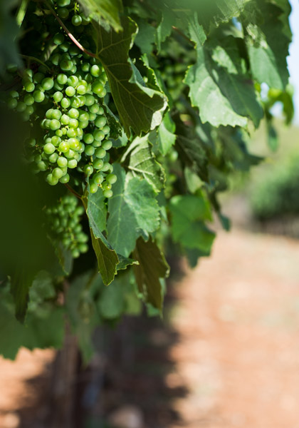 Good wine begins in the vineyards