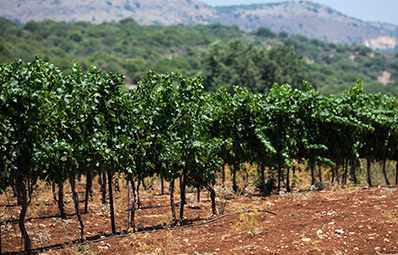 Kadesh Vineyard