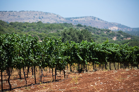 Kadesh Vineyard