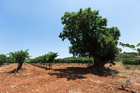 Kadesh Vineyard , Binyamina Winery wines