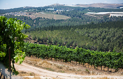 Kerem Ben Zimra Vineyard