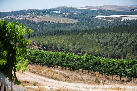 Kerem Ben Zimra Vineyard