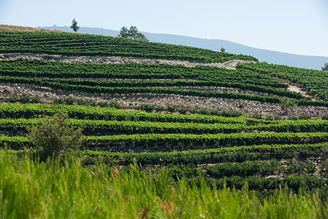 Kerem Ben Zimra Vineyard, Binyamina Winery wines