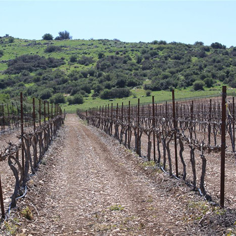 Amatzia Vineyard, Binyamina Winery wines