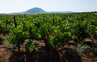 Kfar Tavor Vineyard