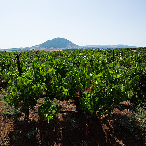 Kfar Tavor Vineyard