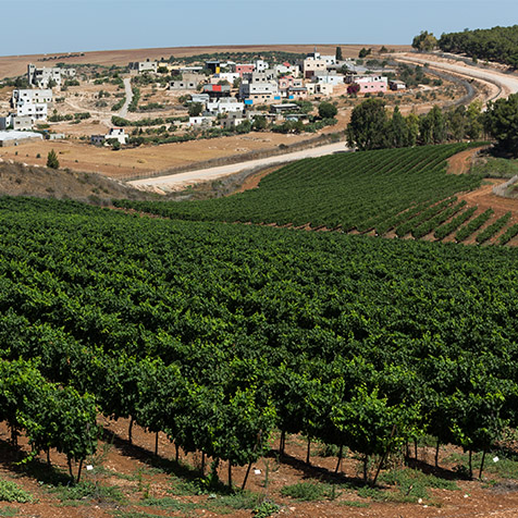 Gilboa Vineyard