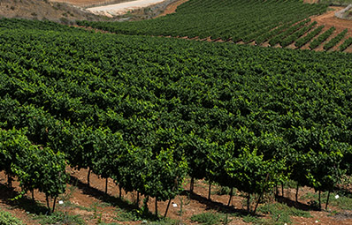 Gilboa Vineyard