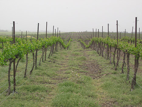 Kidmat Tzvi Vineyard