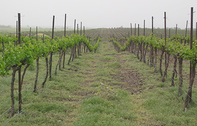 Kidmat Tzvi Vineyard