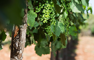 Tzora Vineyard