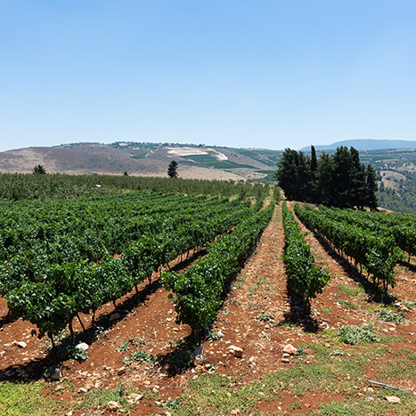 Alma Vineyard