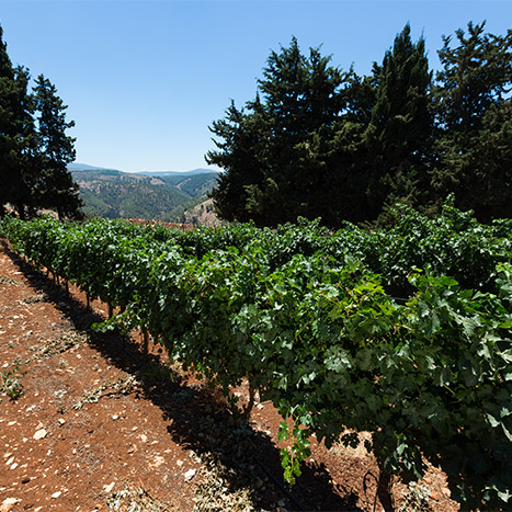 Alma Vineyard, Binyamina Winery wines