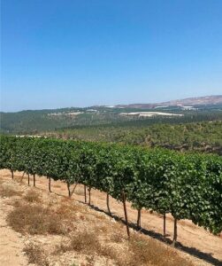Kerem Ben Zimra Vineyard